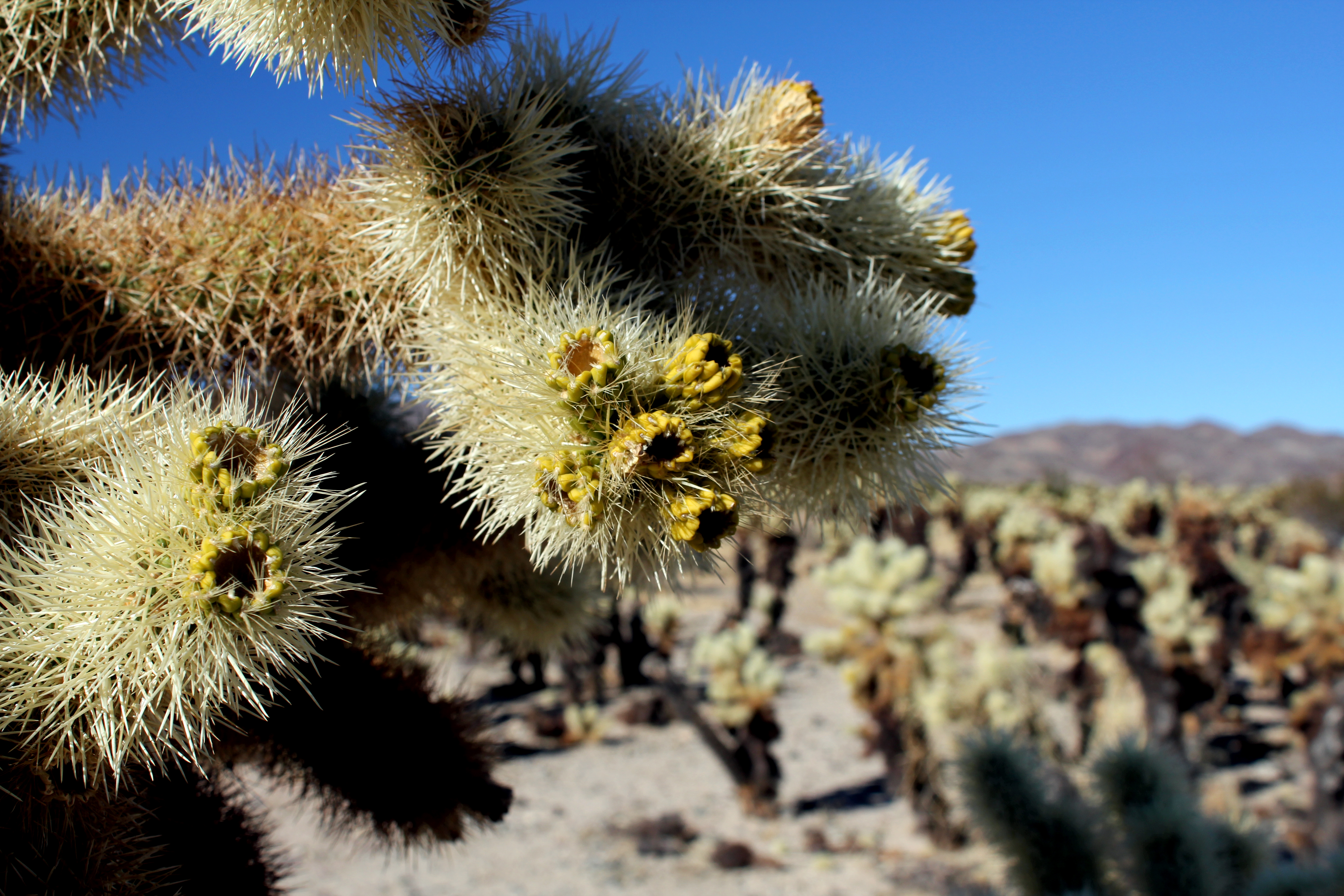joshua tree cactus, cholla cactus, mojave desert