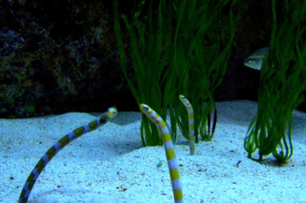 shedd aquarium photography, eels shedd aquarium chicago
