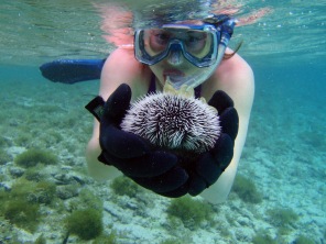 Barbados snorkeling, barbados urchin