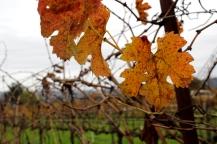 Winter in Sonoma, winter in wine country