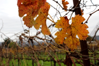 Winter in Sonoma, winter in wine country
