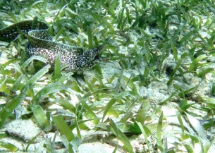 SCUBA, snorkeling, free diving, sea grass, spotted moray eel in Roatan