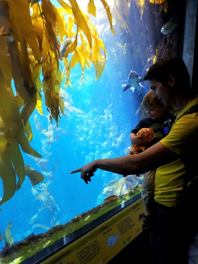 father and son, monterey, monterey bay, aquarium, leopard shark, kelp forest, kelp tank, kelp aquarium