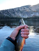 brookie, brook trout, crater lakes fishing, trout fishing, fly fishing